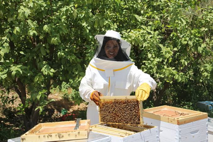 Honey Industry