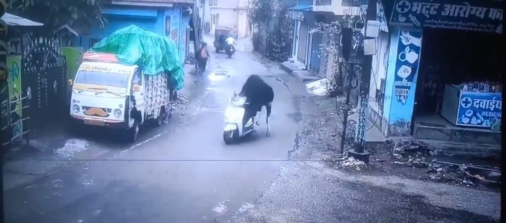 Bull Viral Video