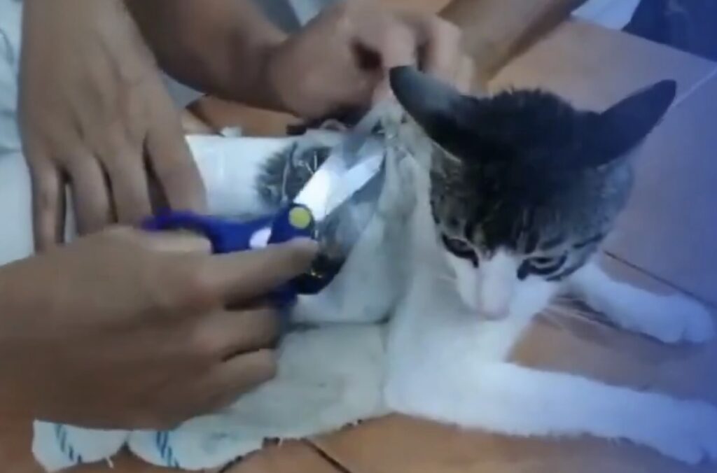 Drug Supply Through Cats