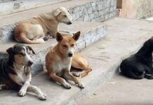 सर्वोच्च न्यायालयाने भटक्या कुत्र्यांबाबत दिले महत्त्वाचे आदेश
