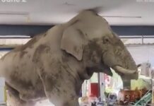 दुकानात शिरला हत्ती, स्नॅक्सवर मारला ताव; मजेशीर व्हिडिओ सोशल मीडियावर व्हायरल