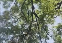 माकडाने हवेत उडवले २ लाख रूपये, व्हिडीओ व्हायरल