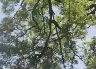 माकडाने हवेत उडवले २ लाख रूपये, व्हिडीओ व्हायरल