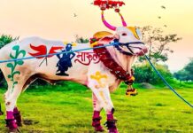 बैलपोळा साजरा करूया, पण बैलांवर अन्याय नको; ॲनिमल राहत संस्थेचे भावनिक आवाहन