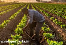 या निकषांनुसार पात्र शेतकऱ्यांना दिवाळीपूर्वी मिळणार ५ हजार रुपयांची मदत
